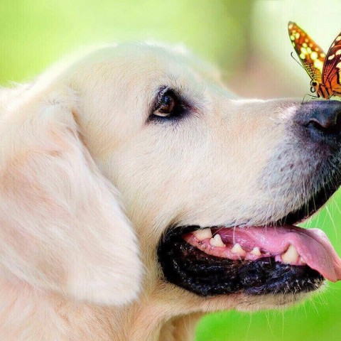 Пёс и бабочка
